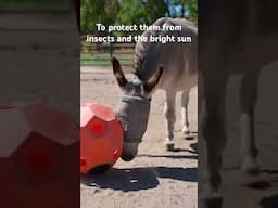 Donkey enrichment — they love treats! #farmsanctuary # #animalrescue #cuteanimals