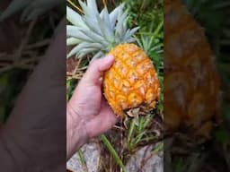 How to tell if a pineapple is ripe to pick? #shorts