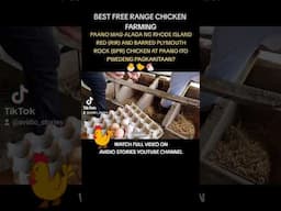 BEST FREE RANGE CHICKEN FARMING