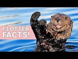 13 Otter Facts To Keep as Pet