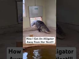 How I Got An Alligator Away From Her Nest!!! 😱🐊 #shorts #alligator