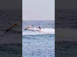 Surfing in Norway 🇳🇴 🥶 #surflife #surfing #surf #surfers