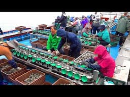 Amazing! Process of Mass-Producing Porridge Made From Live Abalone. Korean Seafood Factory