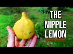 Nipplemon! - A Rare Lemon Species from Vanuatu