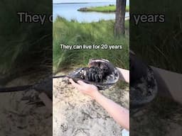 People rescue Horseshoe Crabs and return them to the water!