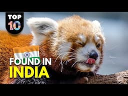 10 UNIQUE Animals Found in India 🇮🇳