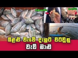 Wow! Sri Lanka's Freshwater Fishing Paradise: Hidden Gems and Exciting Catches