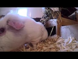 THE GUINEA PIG HERD: Up Close And Personal With The Pigs