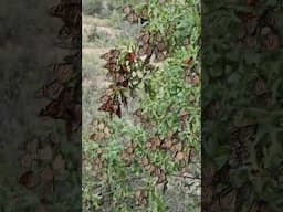 West Texas Monarch Migration