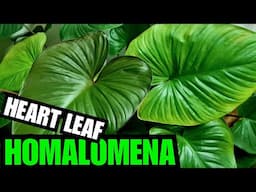 All You Need To Know About The Homalomena Rubescens