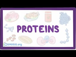 Proteins (Updated 2024)