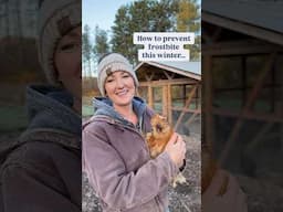 How to Prevent Frostbite in the Chicken Coop ❄️ (details in description 🫶🏼) #chickencoop