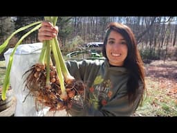 Planting Daffodil Bulbs & Harvesting Turmeric!