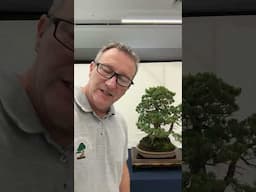 Rendez-vous à 15h00 pour un direct depuis l’Expo du BONSAI CLUB GIRONDIN