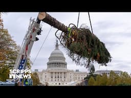 Christmas tree from Alaska arrives at the US Capitol