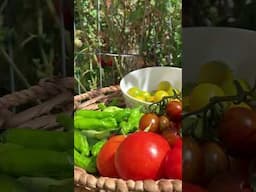 Growing Vegetables at Home #shorts #gardeningtips #gardening #homegarden #organicgarden #satisfying