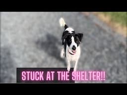 TRAPPED AT A SHELTER AND GETS OVER LOOKED…CONSTANTLY!!