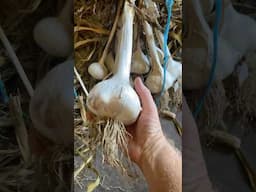 Harvesting Massive Garlic on My Homestead