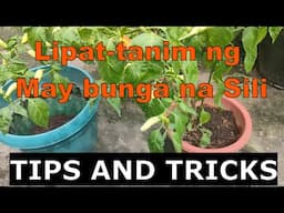 Tips sa Lipat-Tanim ng Namumungang Sili