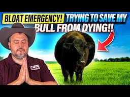 RAISING BEEF CATTLE FOR BEGINNERS – Treating Bloat In Cattle ... and Trying to Save My Bull!