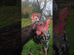 Chickens can Photobomb too! #funnyshorts #funny #funnyvideo #funnyanimals