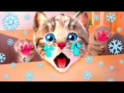 Animated Little Kitten Cute Kitty Cat Meow Story🐱❄️🎁Little Cat Cartoon Animation for Kids