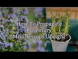 How To Propagate Rosemary, How To Take Rosemary Cuttings, Rosemary Miss Jessops Upright