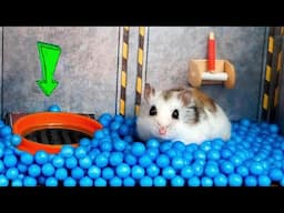 Amazing hamster adventure in Star Wars