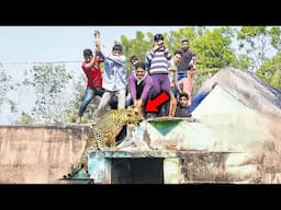 Wild Leopards Entering Villages: Shocking Encounters Caught on Camera