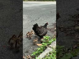 These little chicks were so cute!  Sound on for chirping. #sg #singapore #cuteanimals