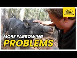 Another Sow Farrowed: We've Never Had Problems Like This Before