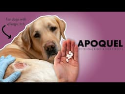 Apoquel💊Used for Allergies⚠️Potential Risks & Side Effects