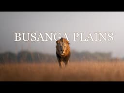 My New FAVOURITE Safari Location?? - BUSANGA PLAINS