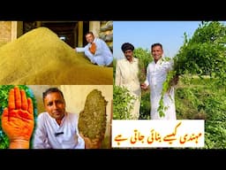 HENNA HARVESTING AND PROCESSING IN FACTORY | Henna Farming In Pakistan | Village Food Secrets