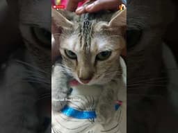 cats love #save cats  ❤️ Cats#Shami and Sangi channel #we save cats