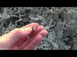 How To Harvest Dusty Miller Seeds