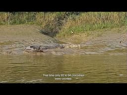 Transitioning Towards Human-Crocodile Coexistence in Bhitarkanika, Odisha