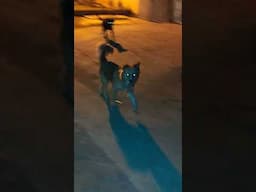 4 Gangsters walking in the street #shorts #yts #foryou #gangsters #viralvideo #funnyvideo #dogs