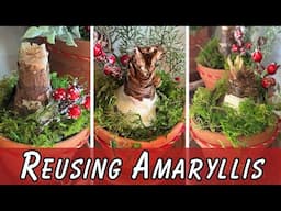 🎄 Festive GARDENING: Reusing AMARYLLIS Bulbs in Rustic Terracotta Pots For Holiday Decor