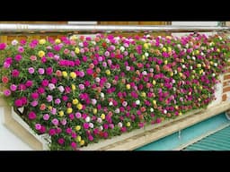 Balcony Garden GLOW UP with Plastic Bottles in 2024