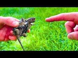 Finger Test: Baby Snapping Turtle Bite!