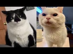 Try Not To Laugh 🤣 New Funny Cats Video 😹 - MeowFunny Part 34