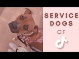 Adorable Service Dogs Of TikTok 🦮