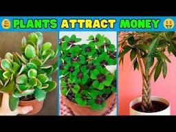 10 PLANTS that ATTRACT MONEY and GOOD LUCK 🍀