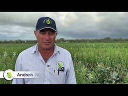 Sesame field walk - Kingaroy