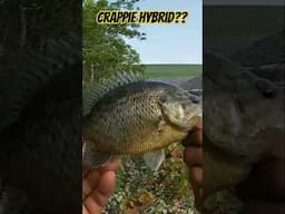 Is this a Hybrid Crappie?? #crappiefishing #fishing #animals