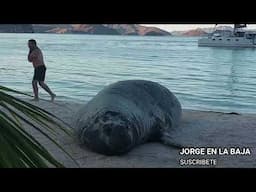 Elefante marino ATERRORIZA a personas en Baja California Sur