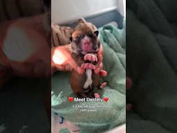 Destiny, the cleft palate puppy