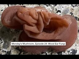 Monday's Mushroom, Episode 24: Wood Ear Mushrooms