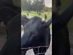 Scarlett trying to eat the wrong treat #cow #farmlife #farming #shorts